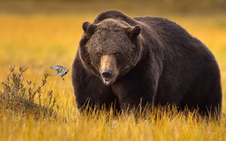 This tiny bird outwitted a massive bear when they went head to head in a battle for food. The nippy wagtail was able to feast on a carcass and whizz away before it could be grabbed by a hungry brown bear. Photographer Arnfinn Johansen captured the scene from a hide during a visit to Kuhmo, Finland. He said: The brown bear is eating on a carcass and the wagtails are flying around trying to get some meat too. The bear seemed to be irritated by them but he did not get to them because they were too fast for him.