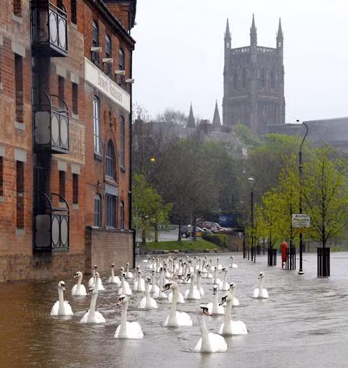 Swan glide along the flooded riverside walkways in the shadow of the cathedral in Worcester