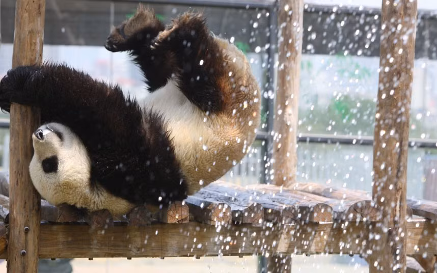 Male giant panda Hua Ao reacts as keepers spray down him with a hose to help him cool down in the hot weather at a zoo in Yantai, China