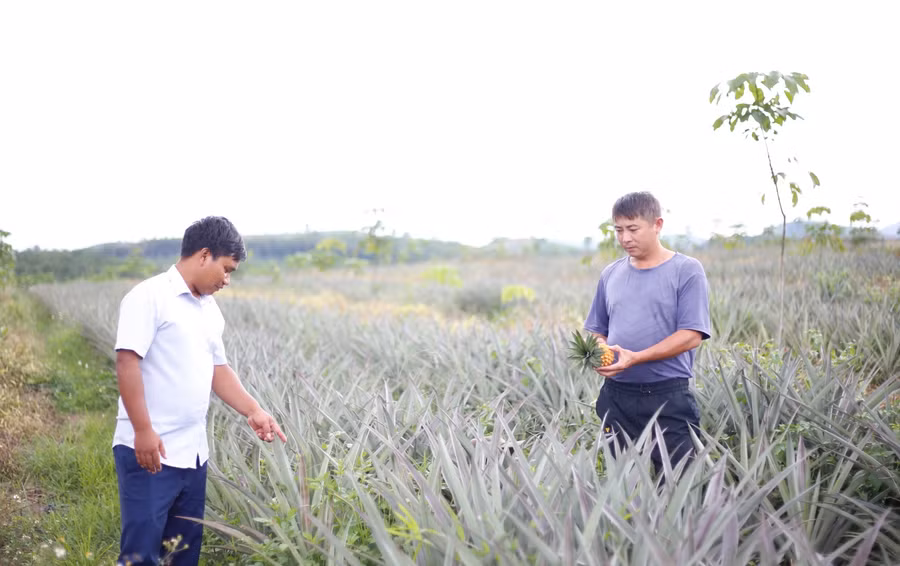 Mô hình liên kết trồng dứa thôn Đăk Mơ Ham phát triển tốt, giúp người dân phát triển kinh tế. Mô hình liên kết trồng dứa thôn Đăk Mơ Ham phát triển tốt, giúp người dân phát triển kinh tế.