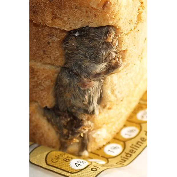 Những hình ảnh ấn tượng trong tuần ảnh 15 A mouse in a loaf of Hovis Best of Both bread which was bought by Stephen Forse, from Kidlington, Oxfordshire, purchased online from Tesco, through a store in Bicester. Mr Forse was sickened when he found a dead mouse in his loaf of bread while making sandwiches for his children. The father-of-two thought the bread was just discoloured but on closer inspection saw the object was covered in fur