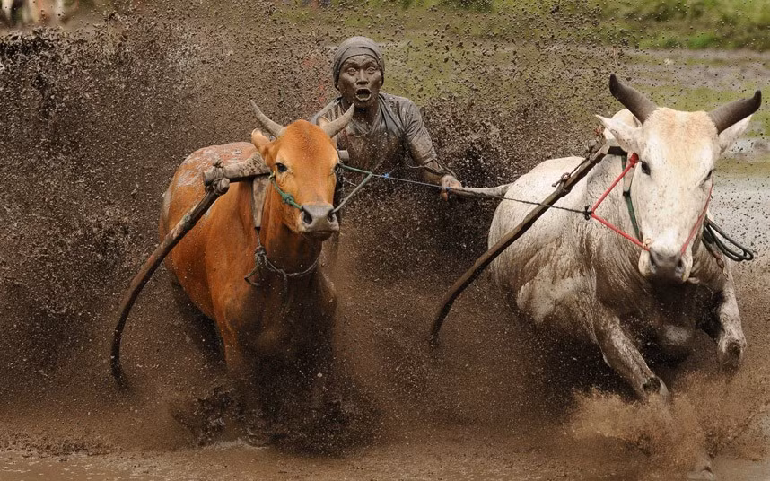 Đua bò tại Pacu Jawi (Indonesia). Đây là cuộc đua truyền thống tổ chức hàng năm trên những cánh đồng đầy bùn đất để ăn mừng kết thúc mùa thu hoạch của người dân Minangkabau A jockey spurs the cows as they race in Pacu Jawi in Batusangkar, Indonesia. This Pacu Jawi (traditional cow racing) is held anually in muddy rice fields to celebrate the end of the harvest season by the Minangkabau people. Jockeys grab the tails of the bulls and skate across the mud barefoot balancing on a wooden plank to show the strength of their bulls who are later auctioned to buyers.