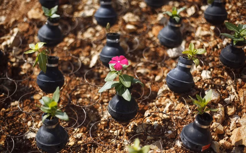 Flowers planted in used tear gas canisters are seen on land near the West Bank village of Bilin near Ramallah. Mohammad Khatib, a Bilin resident, has been collecting the canisters left over from clashes between Israeli soldiers and Palestinians protesters