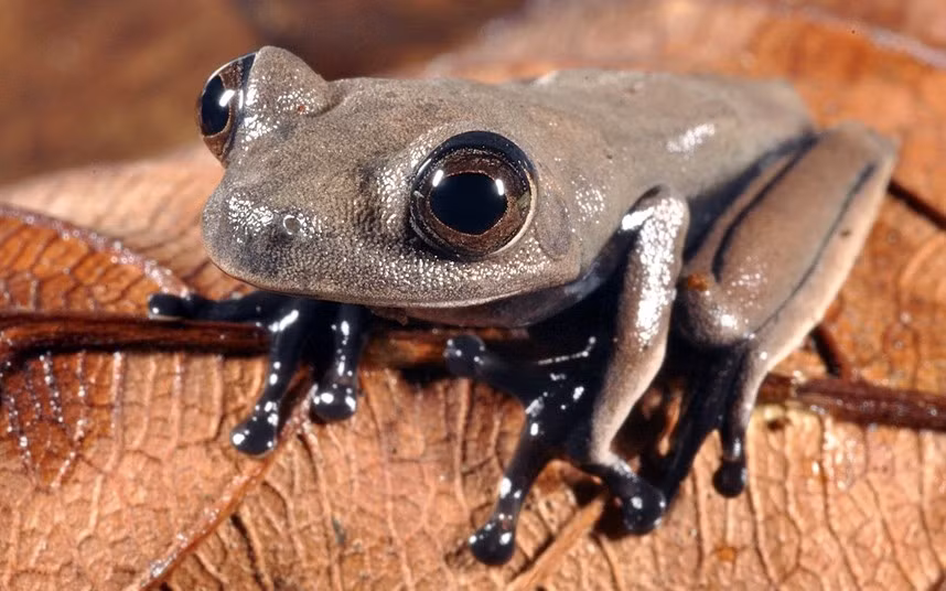 Chú nhái màu socola ở Suriname (Mỹ) A sleek chocolate-colored frog dubbed the