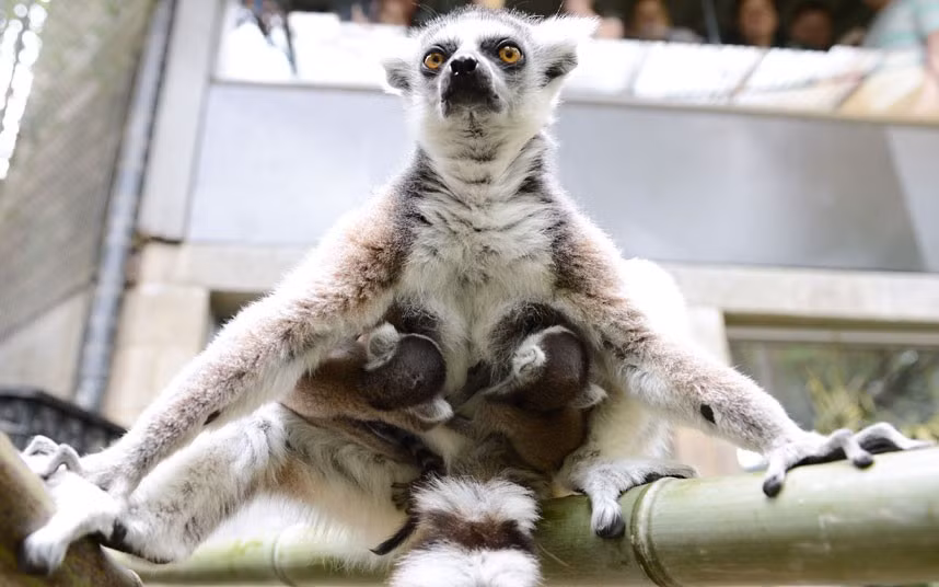 Chú vượn cáo đang cho con bú tại vườn thú Melbourne, Australia Ring-tailed lemur mother Kely with her two babies at Melbourne Zoo