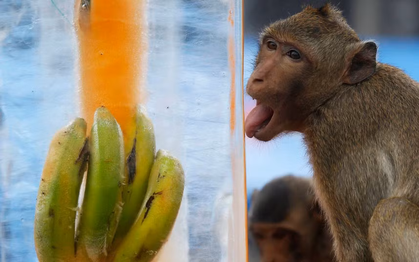 Ảnh động vật đẹp trong tuần ảnh 3 A monkey licks a block of ice with fruits encased in it during the annual Monkey Buffet Festival, in front of the Pra Prang Sam Yot temple in Lopburi province, Thailand