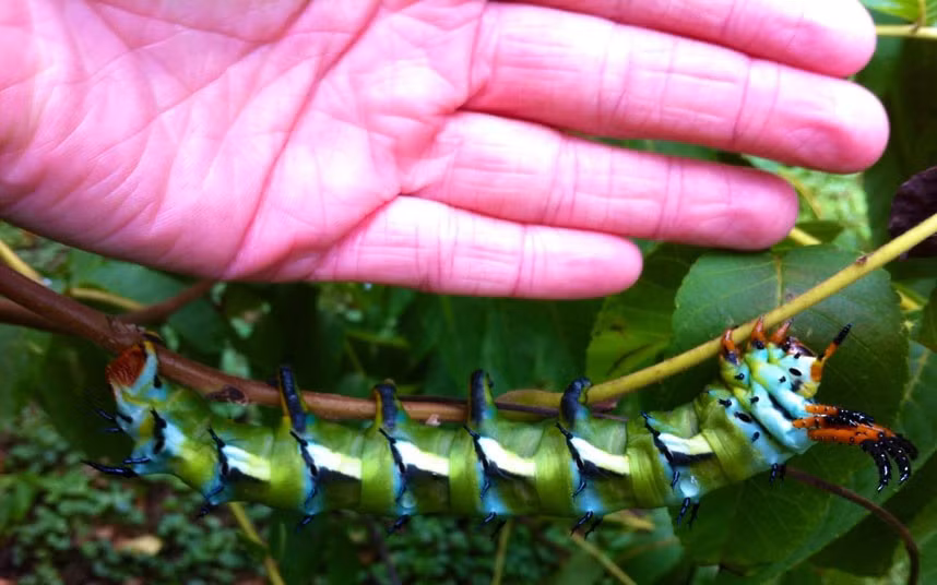 Một con sâu bướm có sừng ở Maryland, Mỹ Telegraph reader Erica Paulsen writes: This is a photo (with hand for perspective) of a hickory horned devil caterpillar, which becomes a regal moth. This specimen was found in Annapolis, Maryland, US. I thought I’d send it along because they are very rare to see live. And, obviously, hideously beautiful. If you have a photograph you’d like us to consider for a picture gallery, please email it to mypic@telegraph.co.uk, supplying a little info on where and when the picture was taken.