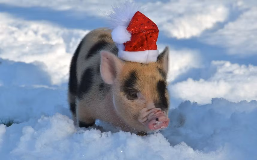 Ảnh động vật đẹp trong tuần ảnh 4 A micro pig wearing a Santa hat snuffles in the snow in Bedfordshire. If you have a photograph you’d like us to consider for a picture gallery, please email it to mypic@telegraph.co.uk, supplying a little info on where and when the picture was taken.