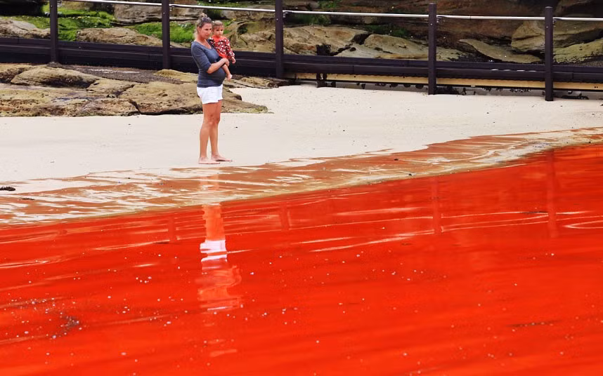 A mother and her daughter check out a red algal bloom in the water at Clovelly Beach in Sydney. A number of beaches in Australia have been closed after the sea turned blood red. The thick red bloom sits on the surface of the water and is accompanied by a ’fishy smell’. Testing is currently being conducted to discover the cause of the algae, with one suggestion that it has been caused by an upwelling of colder nutrient-rich water. The algae in question is actually thought to be blue-green algae, which is often brown, red or pink in colour.