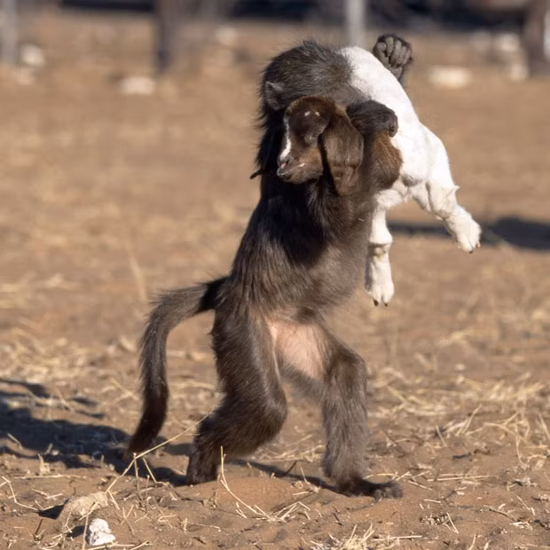 Khỉ và dê chơi với nhau tại Namibia A baboon gives a young goat a piggyback as they play together in the afternoon sun. South African wildlife photographer captured the scene in Namibia. Orphaned baboons are sometimes used to protect livestock from predators on farms.