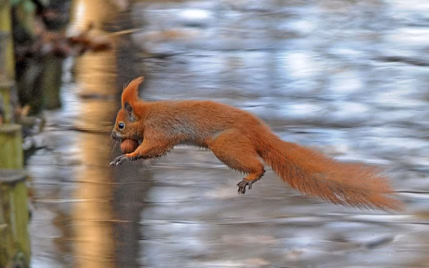 Một chú sóc đỏ với mồi của mình băng qua công viên Lazienki, Ba Lan A red squirrel jumps over a brook on a sunny day in Lazienki park in Warsaw, Poland