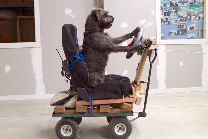 Ảnh động vật đẹp trong tuần ảnh 6 Monty sits in the driver’s seat behind the wheel while training. Rather than chasing cars, dogs in New Zealand are being taught to drive them - steering, pedals and all - in a project aimed at increasing pet adoptions from animal shelters. Animal trainer Mark Vette has spent two months training three cross-breed rescue dogs from the Auckland SPCA to drive a modified Mini as a way of proving that even unwanted canines can be taught to perform complex tasks.