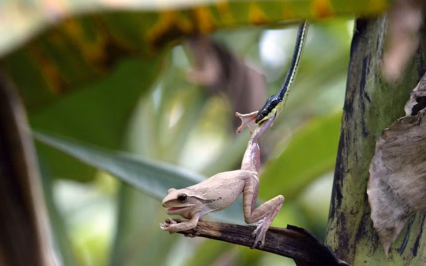 Chú nhái này đang cố gắng để không trở thành bữa trưa của một con rắn ở Indonesia This banana leaf tree frog was determined not to become a tree snake’s lunch. It struggled and tried to kick free for several minutes, hanging on to a branch while the snake continued to bite its leg and drag it up a tree. But the struggle was in vain as the painted bronze back tree snake eventually got its meal. The ordeal was caught on camera by photographer, Syaiful Arif, who watched the scene in a forest of Jombang, East Java. Indonesia.