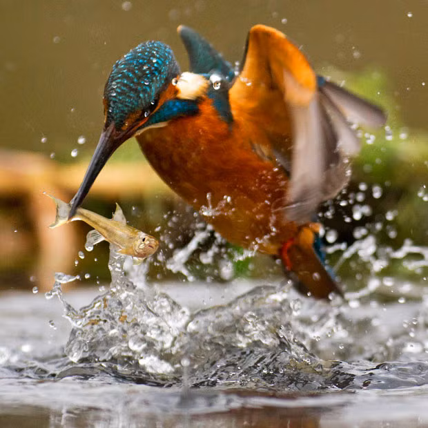 Cận cảnh một chú chim bói cá bắt mồi ở Anh A close-up of a kingfisher emerging from the water with a fish in its beak. The moment was captured by wildlife photographer Sam Stewart, 21, near his home in Wimborne, Dorset. Sam spent hours patiently watching the kingfisher on the banks of a river to record the dive.
