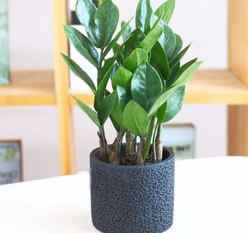 Chọn cây cảnh theo phong thủy để để bàn hợp mệnh phong thủy - Ảnh 1. Chọn cây cảnh theo phong thủy để để bàn hợp mệnh phong thủy - Ảnh 1.
