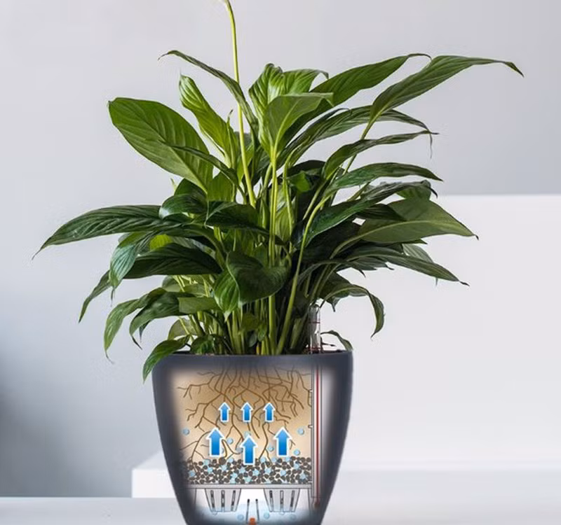 Chọn cây cảnh theo phong thủy để để bàn hợp mệnh phong thủy - Ảnh 10. Chọn cây cảnh theo phong thủy để để bàn hợp mệnh phong thủy - Ảnh 10.