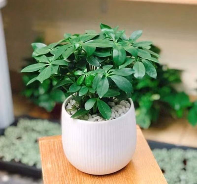 Chọn cây cảnh theo phong thủy để để bàn hợp mệnh phong thủy - Ảnh 18. Chọn cây cảnh theo phong thủy để để bàn hợp mệnh phong thủy - Ảnh 18.