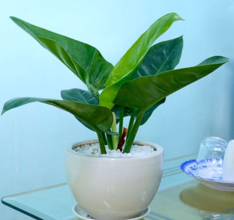 Chọn cây cảnh theo phong thủy để để bàn hợp mệnh phong thủy - Ảnh 17. Chọn cây cảnh theo phong thủy để để bàn hợp mệnh phong thủy - Ảnh 17.