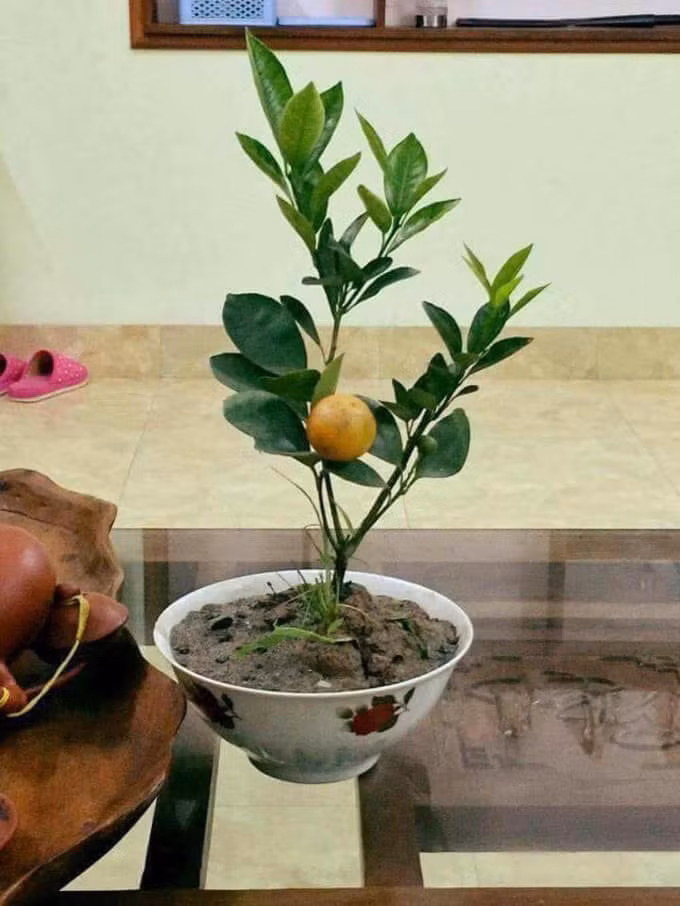 Cười rớt hàm với những siêu phẩm hoa, cây cảnh chơi Tết 2021 "có một không hai" thời Covid-19 - Ảnh 10. Cười rớt hàm với những siêu phẩm hoa, cây cảnh chơi Tết 2021 "có một không hai" thời Covid-19 - Ảnh 10.