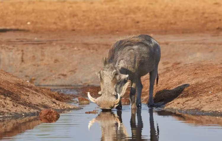 Lợn rừng châu Phi Warthogs sinh sống ở khu vực cận Sahara. Ảnh: Lennart Va Den Berg/EyeEm/Getty Images. Lợn rừng châu Phi Warthogs sinh sống ở khu vực cận Sahara. Ảnh: Lennart Va Den Berg/EyeEm/Getty Images.