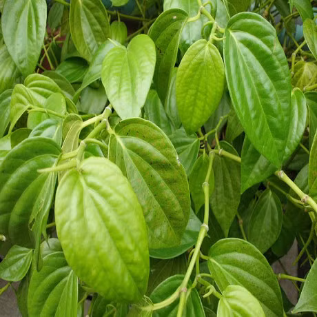 Nhung kham pha bat ngo ve cay trau khong - Anh 4