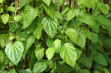 Nhung kham pha bat ngo ve cay trau khong - Anh 6