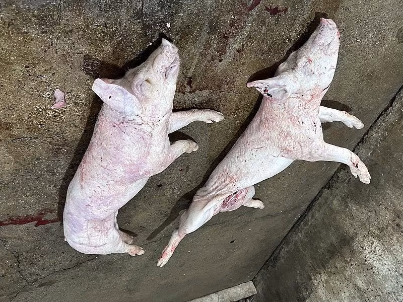 Việc giết mổ lợn được thực hiện trên nền xi măng bẩn.