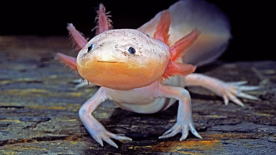 Kỳ nhông Mexico. Ảnh: Livescience