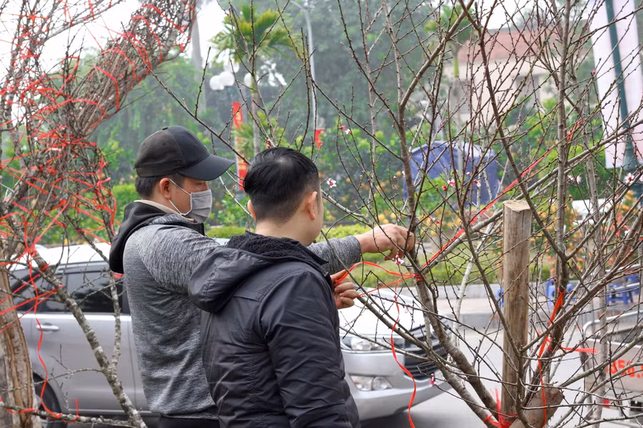 Cận cảnh lô đào dán tem đầu tiên từ Sơn La xuống Hà Nội phục vụ Tết Nguyên đán ảnh 11