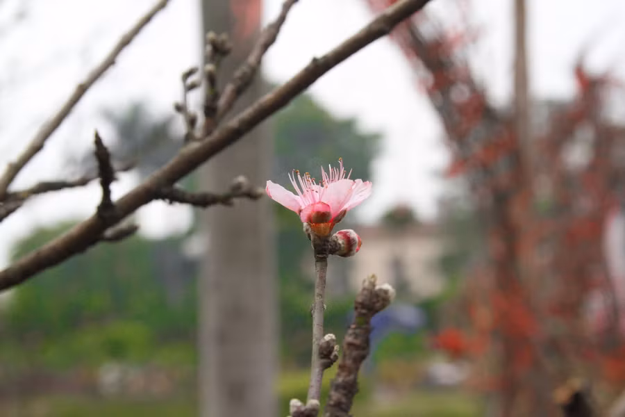Chủ lô đào cho biết, trong thời gian tới, nếu thuận lợi, anh sẽ tiếp tục nhập tiếp các lô khác. Số đào có dán tem được anh Hùng tập kết tại đường Lạc Long Quân (quận Tây Hồ, Hà Nội).