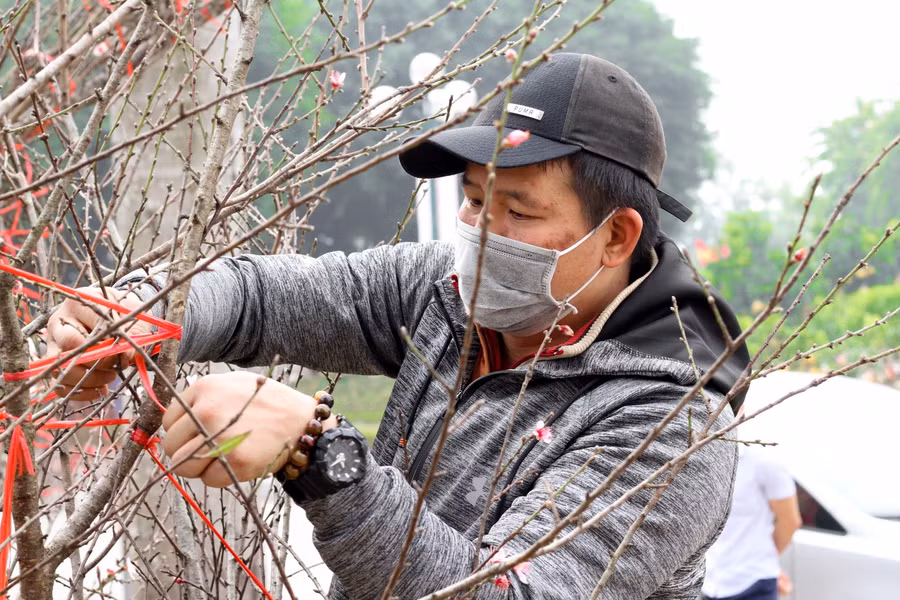 Về giá bán, theo anh Hùng cho biết, năm nay, giá đào sẽ cao hơn năm ngoái. Mức giá giao động từ 1,5 triệu đến trên dưới 6-7 triệu đồng tùy độ dài và đường kính của từng cành.