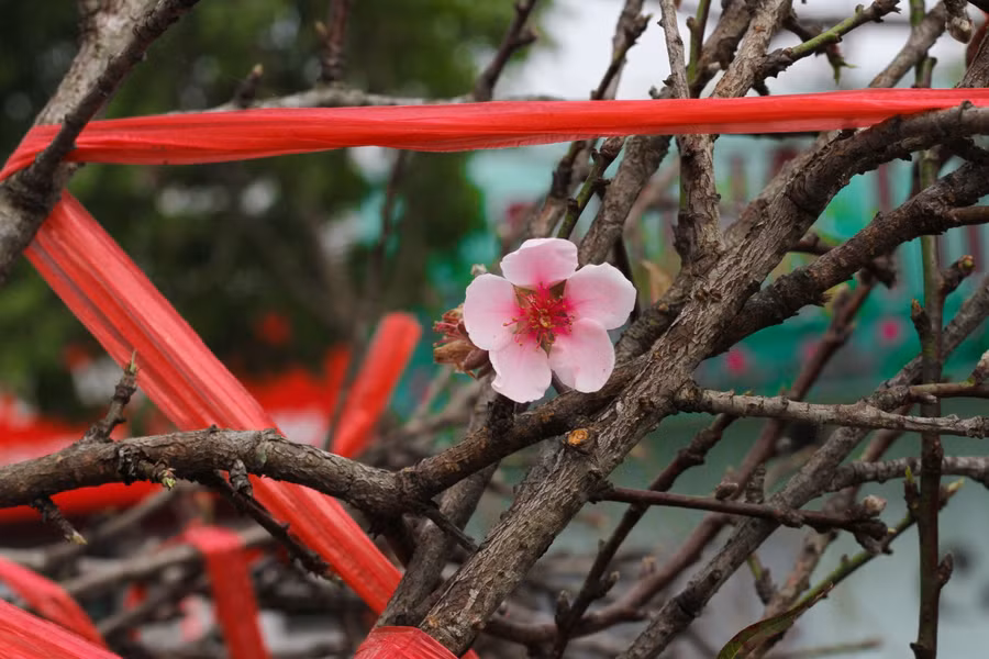 Cận cảnh lô đào dán tem đầu tiên từ Sơn La xuống Hà Nội phục vụ Tết Nguyên đán ảnh 13