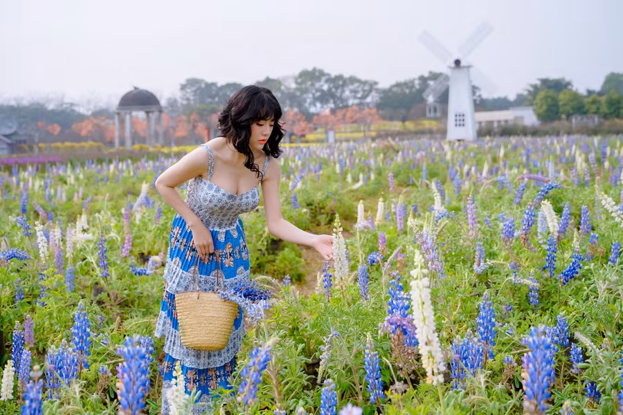 Giới trẻ ‘phát sốt’ với cánh đồng hoa đậu Lupin rực rỡ sắc màu giữa lòng Thủ đô ảnh 10