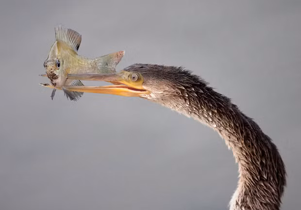 This hungry bird gives another meaning to the term spear fishing - as she turns her unlucky prey into a fish kebab. The anhinga bird spotted the fish swimming in a river before setting her sights on it for tea. She dived in head first and expertly skewered the fish with her beak...