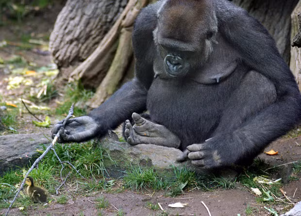 This huge gorilla and tiny duckling became unlikely friends after the bird escaped into the ape