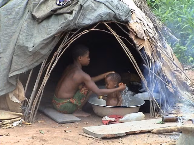 Bí ẩn thế giới người lùn Pygmy ảnh 3 Nơi ở của người Pygmy