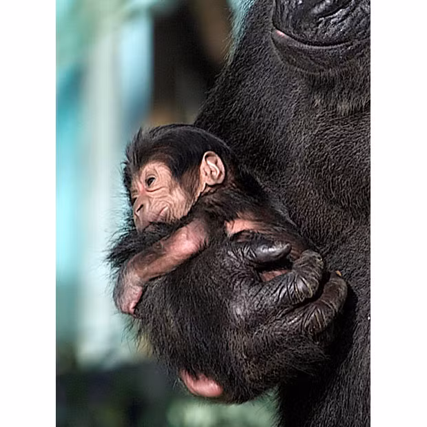 The baby western lowland gorilla which was born to mother Salome last week at Bristol Zoo Gardens has now been named Kukena. Nina Wadia, who plays Zainab Masood in Eastenders, picked the name - pronounced 