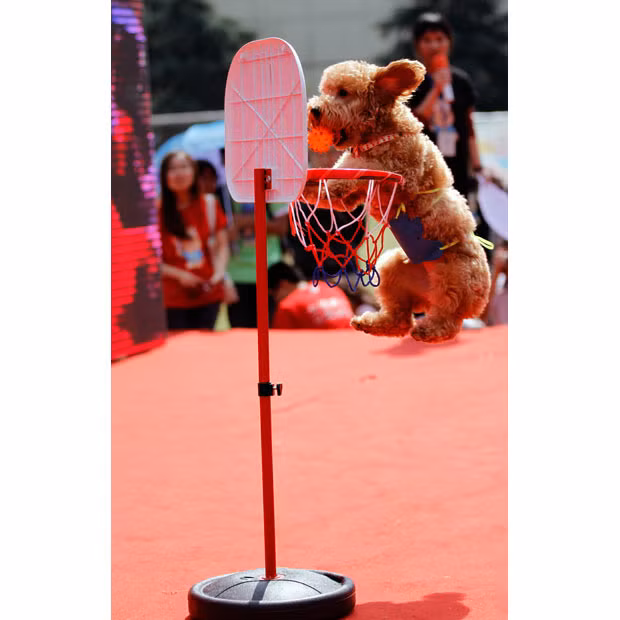 A dog drops a ball into the basket during city-wide sports meeting for pet dogs at a military compound on World Animal Day in Nanjing, China
