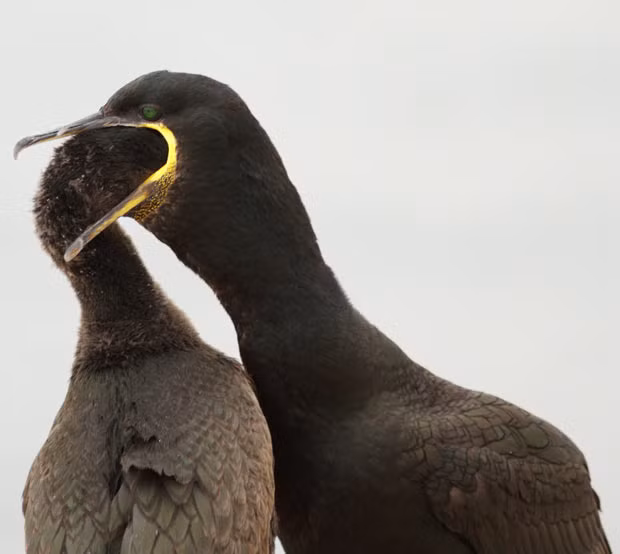 A hungry shag chick is pictured with its head halfway down its mum’s neck. The sight was captured by photographer Keith Cochrane in the Farne Islands, off the coast of Northumberland. He said: 