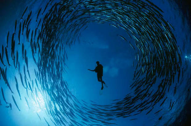 Những hình ảnh ấn tượng tuần qua ảnh 1 A diver is circled by a rotating group of barracuda in the Bismarck Sea Off New Hanover Island, Papua New Guinea. This is just one of the remarkable images taken by underwater photographer David Doubilet, 64.