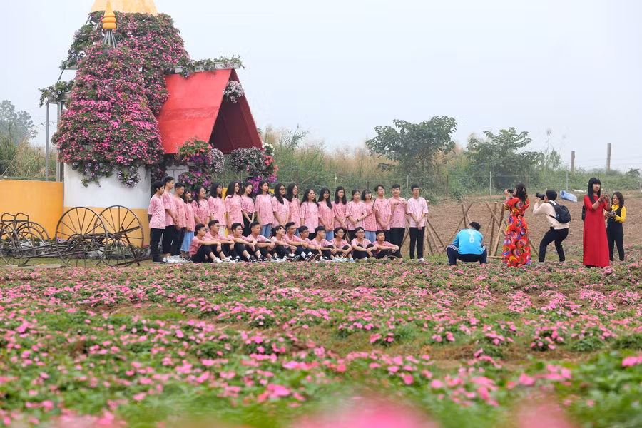 Ngày nay, ngọc thảo được trồng nhiều và phổ biến trong các gia đình, chung cư, bệnh viện, nhà hàng, khách sạn…. Sự xuất hiện của ngọc thảo ở đâu là nơi ấy trở nên vô cùng bắt mắt.