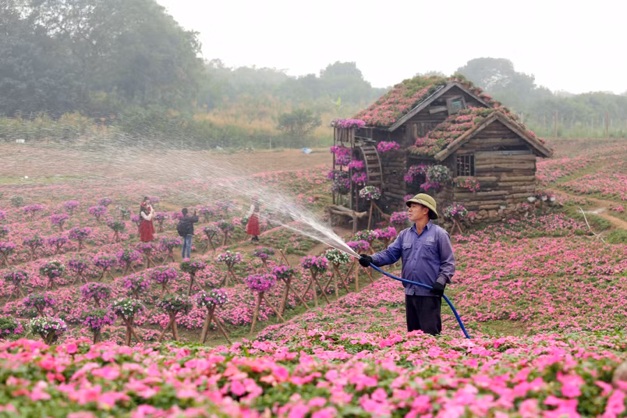 Toàn bộ không gian trải rộng với sắc tím hồng tạo nên một khung cảnh rất thơ mộng.