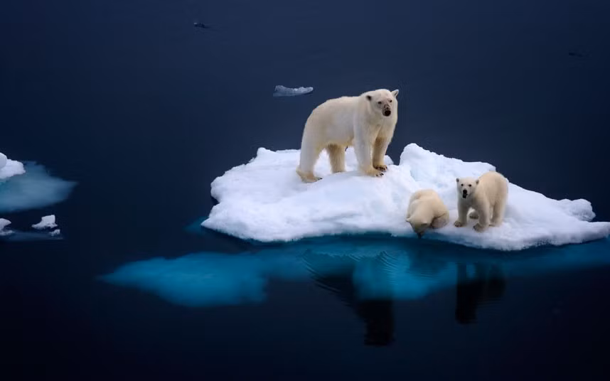Ảnh động vật đẹp trong tuần ảnh 4 Two six-month-old polar bear cubs and their mother stand on a tiny melting iceberg in the Arctic Ocean off Svalbard, northern Norway...