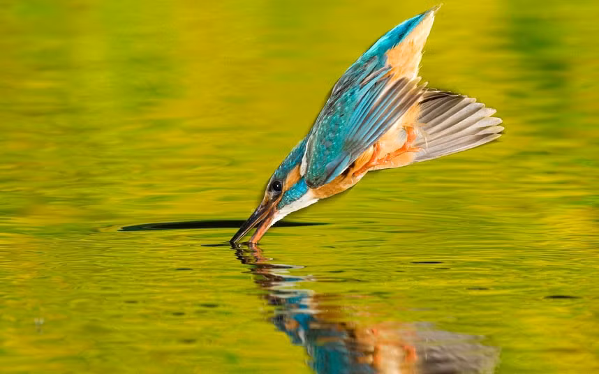 Ảnh động vật đẹp trong tuần ảnh 9 A kingfisher divebombs into a lake with wings folded in for maximum speed, targeting its fish supper like a missile. Award-winning photographer Joe Petersburger captured the hunting kingfisher in a breathtaking sequence of images taken in the Danube Delta in Romania...