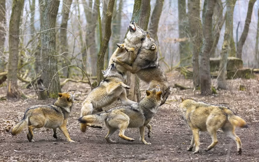 Ravenous wolves jump for a piece of meat during feeding time at a sanctuary in Germany. The feeding frenzy was captured on camera by wolf-loving 16-year-old, Andre Grunewald from Duisburg.