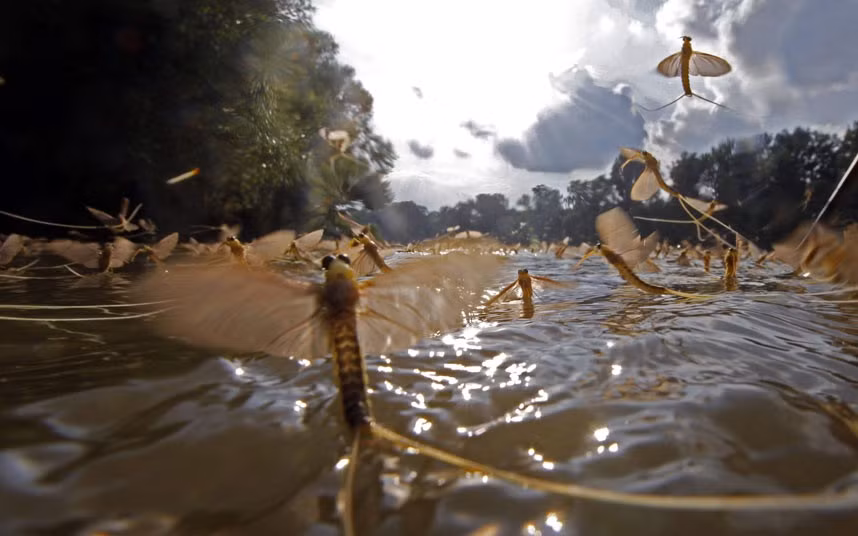 Long-tailed mayflies (Palingenia longicauda) mate on the surface of the Tisza river near Tiszainoka, 135km (84 miles) southeast of Budapest. Millions of these short-lived mayflies engage in a frantic rush to mate and reproduce before they perish in just a few hours during Tiszaviragzas or Tisza blooming season from late spring to early summer every year.