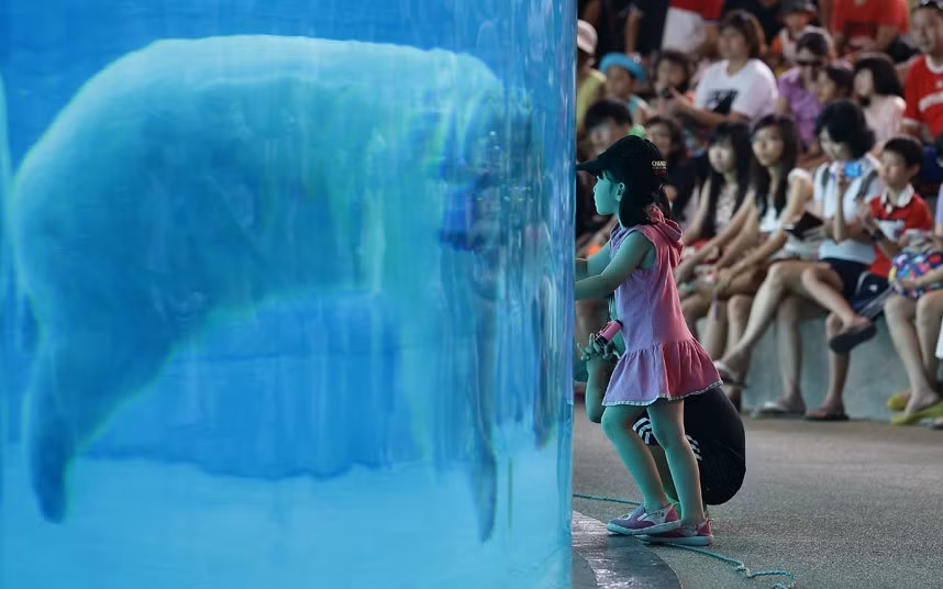 Visitors watch polar bear Inuka in the frozen tundra enclosure at the Singapore Zoo in Singapore. The zoo celebrates its 40th anniversary today.