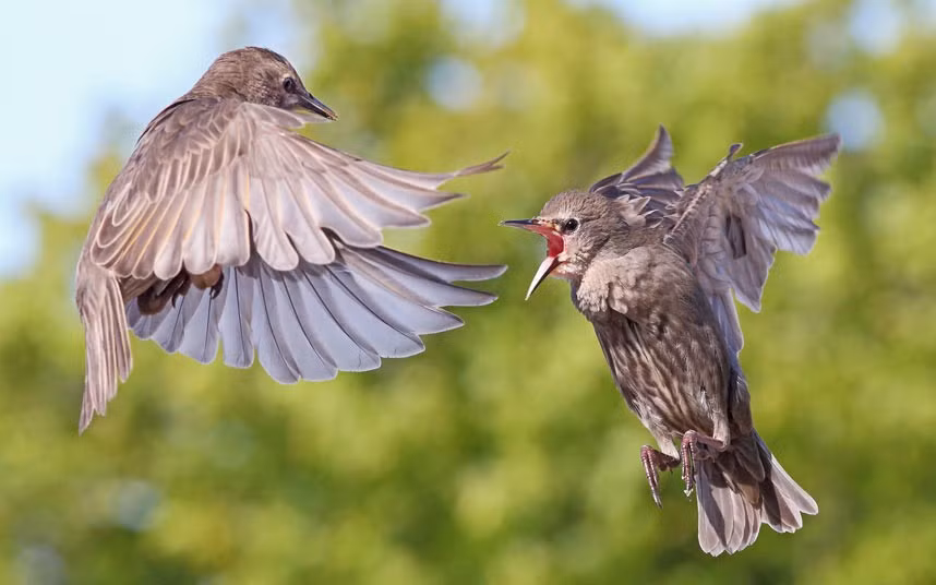 A pair of starlings fighting in photographer Steve Ward