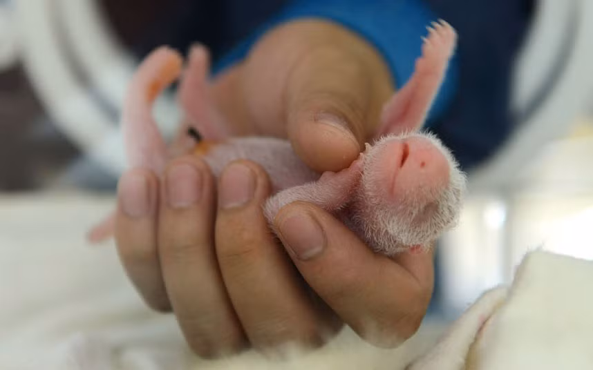 A vet tends to one of the giant panda twins born to a panda named Haizi at the Wolong Nature Reserve in China