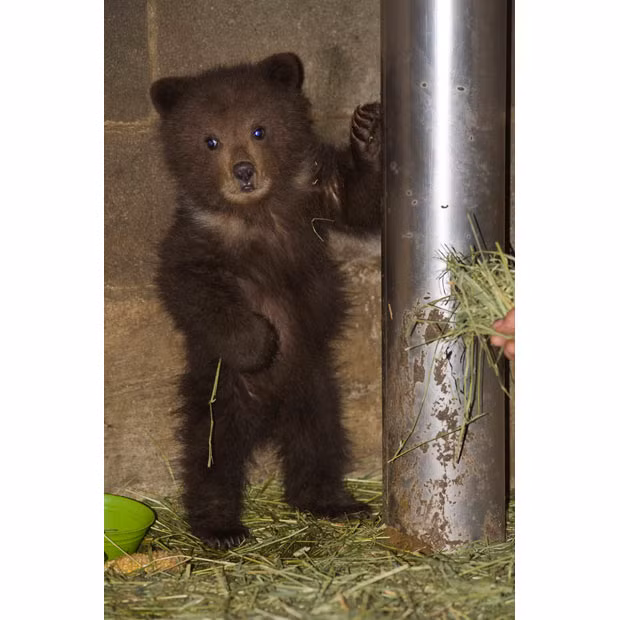 Ảnh động vật đẹp trong tuần ảnh 2 Pandora, an orphaned brown bear cub from Angoon, Alaska, stands up next to a post at the Fortress of the Bear bear sanctuary in Sitka, Alaska, before being flown to a Montana bear sanctuary
